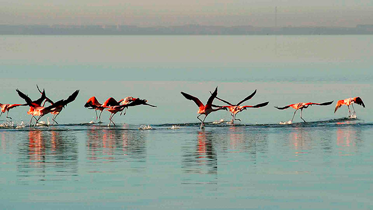 Carhué Flamingos
