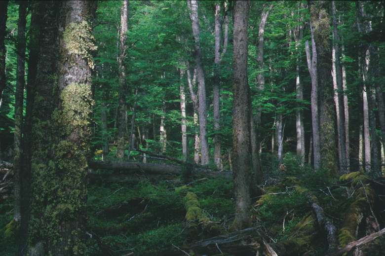 Parque-Nacional-Tierra-del-Fuego-8